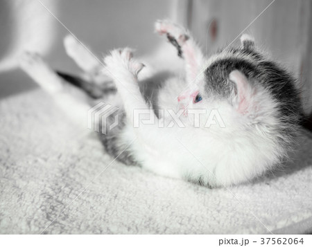 A cute little kitten tries to get up off a white 37562064