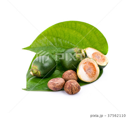 Betel Vine on white Betel Vine on white 37562110