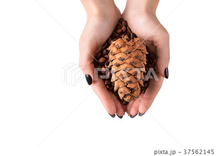 Hands of woman holding cedar cone with  cedar nuts 37562145