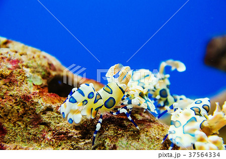 Harlequin Shrimp ,Painted Harlequin Shrimp Harlequin Shrimp ,Painted Harlequin Shrimp 37564334