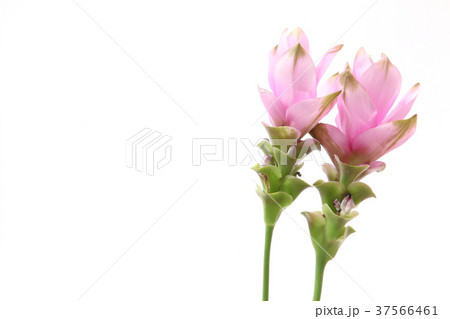 クルクマ 37566461