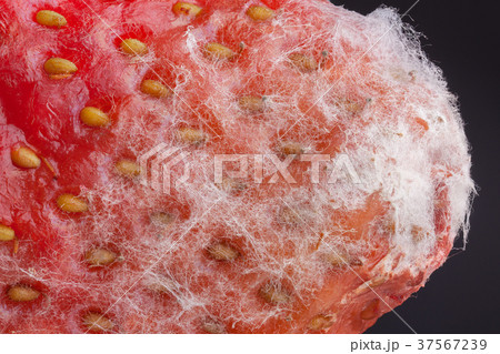 Mold strawberry through the microscope Mold strawberry through the microscope 37567239