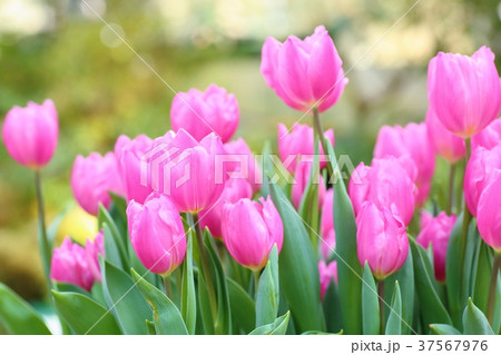 チューリップの花 37567976