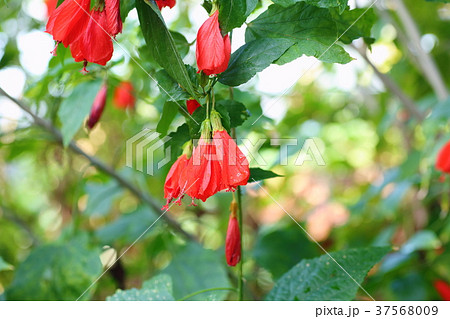 ウナヅキヒメフヨウの花 37568009