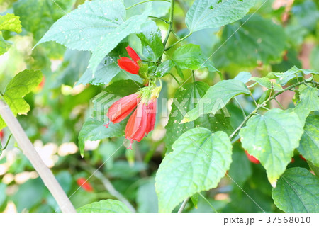 ウナヅキヒメフヨウの花 37568010