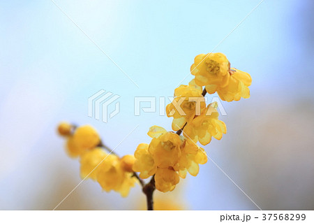 ロウバイの花 37568299