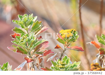 イソギクの花 37568442