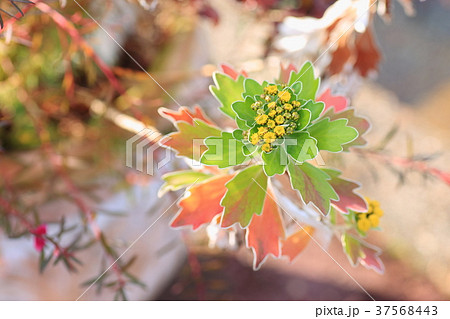 イソギクの花 37568443