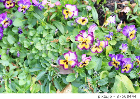 ビオラの花 37568444