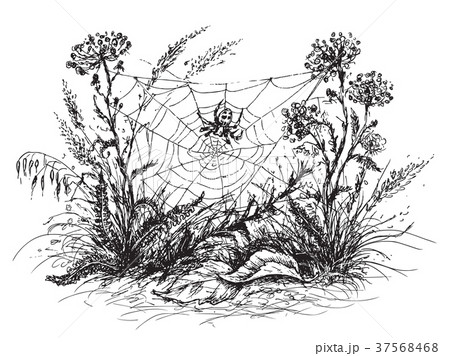 Spider Web  Sketch. 37568468