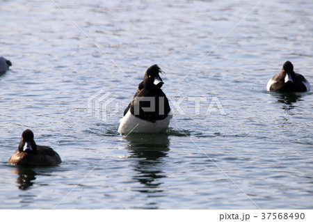 キンクロハジロ♂ キンクロハジロ♂ 37568490
