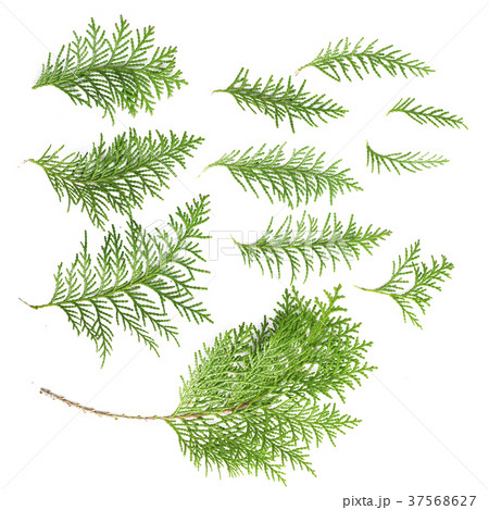 イトスギの枝 イトスギの枝 37568627