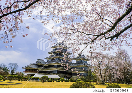 松本城の庭園に咲く桜 松本城の庭園に咲く桜 37569943