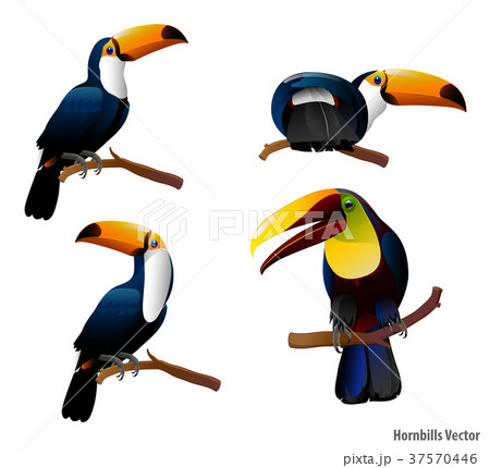 A set of realistic toucans and hornbills 37570446