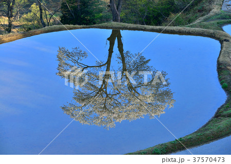 儀明の桜 37570473