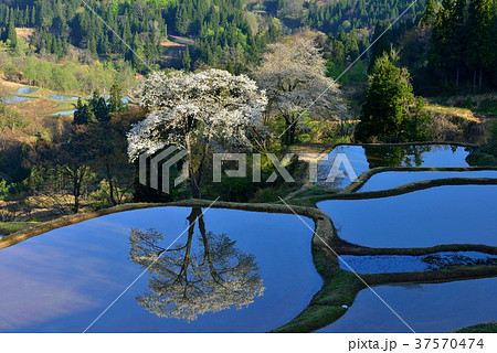 儀明の桜 37570474