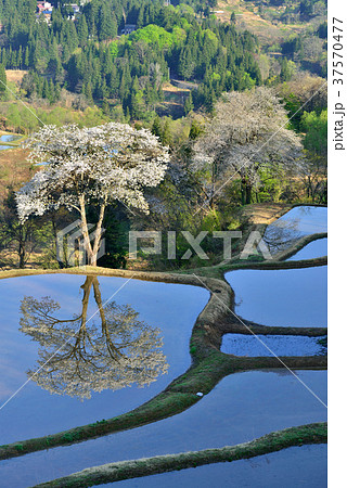 儀明の桜 37570477