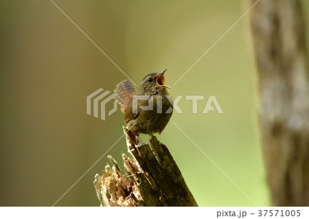 ミソサザイ 37571005