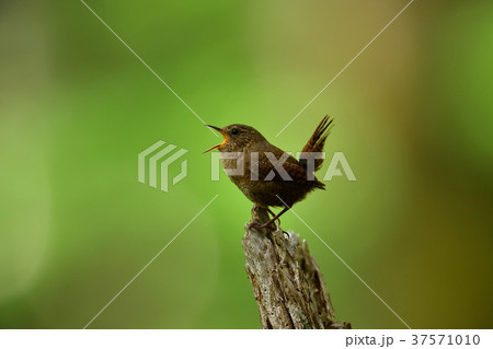 ミソサザイ ミソサザイ 37571010