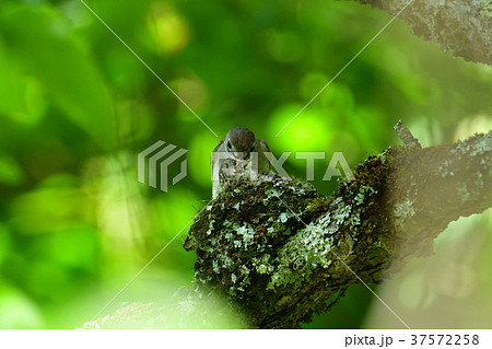 コサメビタキの子育て 37572258