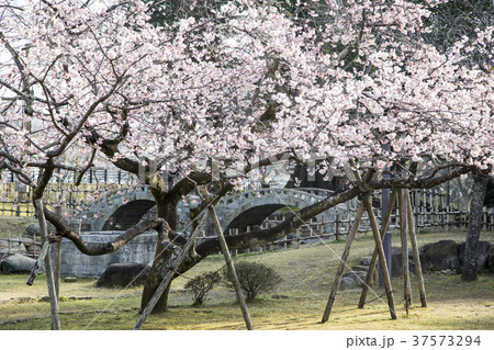 諫早公園の大寒桜 37573294