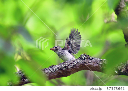 コサメビタキの雛巣立 コサメビタキの雛巣立 37573661