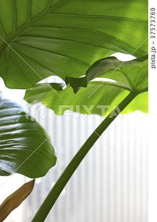 観葉植物 クワズイモ 観葉植物 クワズイモ 37573769