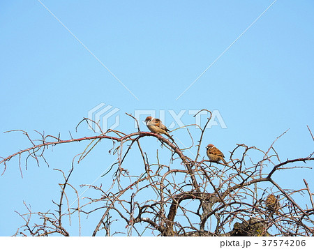 スズメ達 37574206