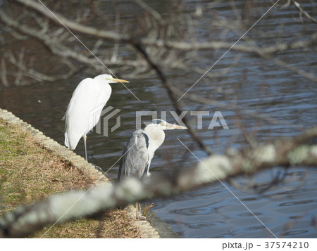 シロサギ・アオサギ シロサギ・アオサギ 37574210