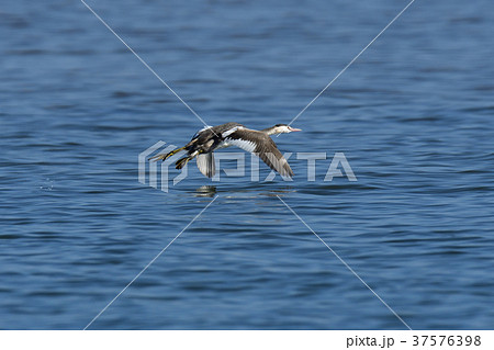 カンムリカイツブリ 37576398