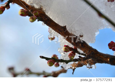 初春の積雪と白梅の蕾 初春の積雪と白梅の蕾 37577291