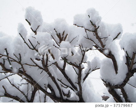 雪景色 37579667