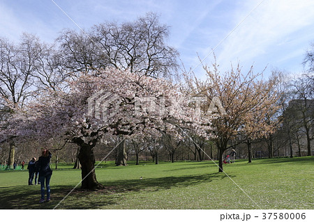 ロンドンの桜 ロンドンの桜 37580006