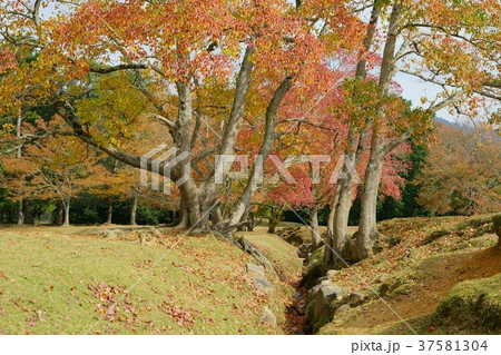 奈良公園・飛火野の秋4 奈良公園・飛火野の秋4 37581304