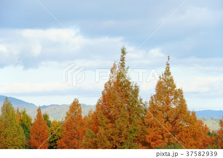メタセコイアの森1 メタセコイアの森1 37582939