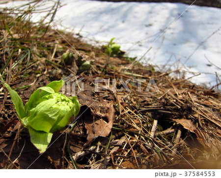 フキノトウ　早春　雪解け 37584553