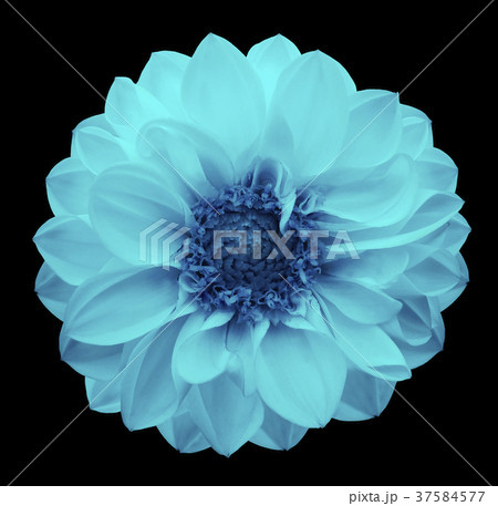 Spring turquoise-blue flower dahlia black isolated 37584577