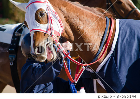 競馬イメージ 競馬イメージ 37585144
