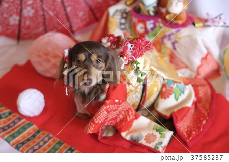 犬　着物　ダックス 37585237