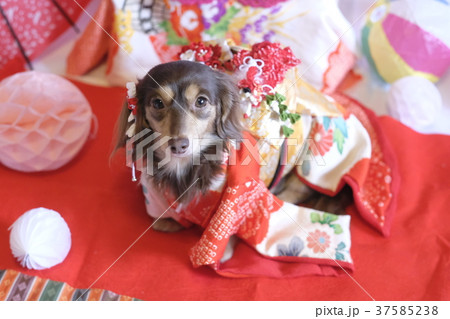 犬 着物 ダックス 犬 着物 ダックス 37585238