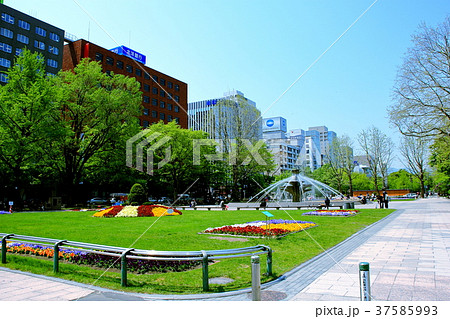 札幌春の大通公園 37585993