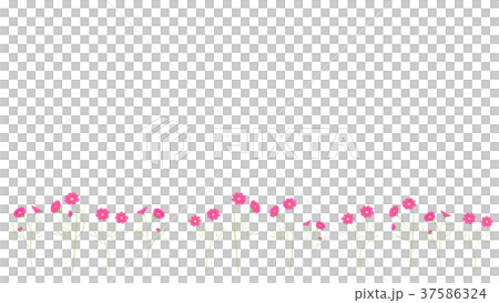 花畑 背景 イラスト 横長 コスモス 白地のイラスト素材