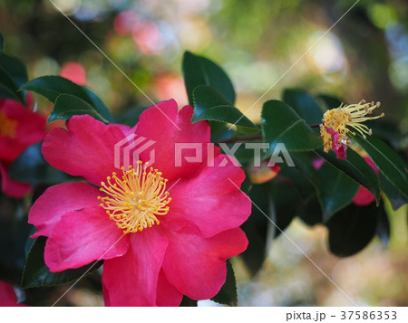 山茶花 37586353