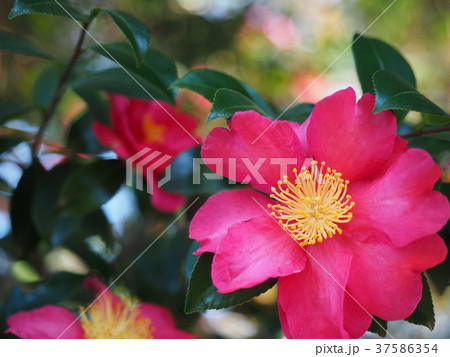 山茶花 37586354