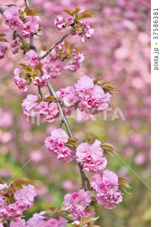 京都の八重桜の写真素材