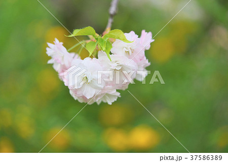 京都の八重桜 京都の八重桜 37586389