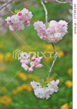 京都の八重桜 京都の八重桜 37586390