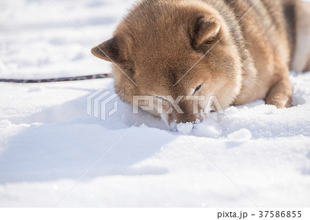 雪遊びに夢中なかわいい柴犬の写真素材