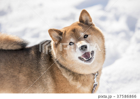 雪の積もった公園で笑うかわいい柴犬の写真素材