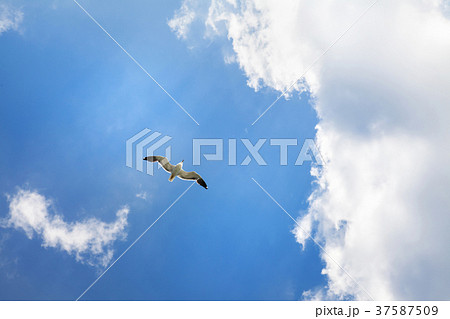 The gull flies in the clouds 37587509
